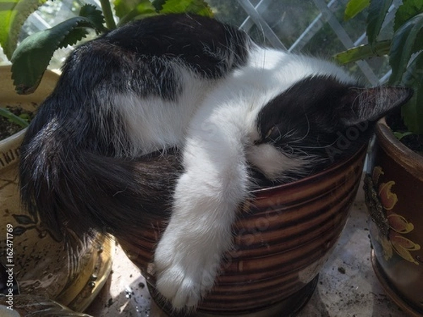 Fototapeta Кошка спит в горшке