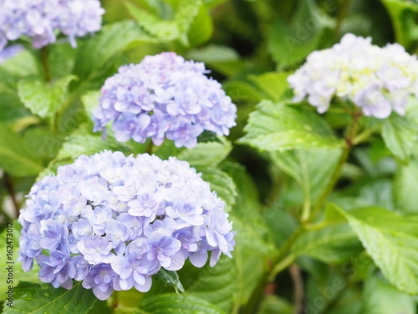 Fototapeta あじさい