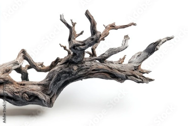 Fototapeta Weathered Driftwood Branch Isolated on White Background Detailed Texture Natural Design Element Artistic Composition