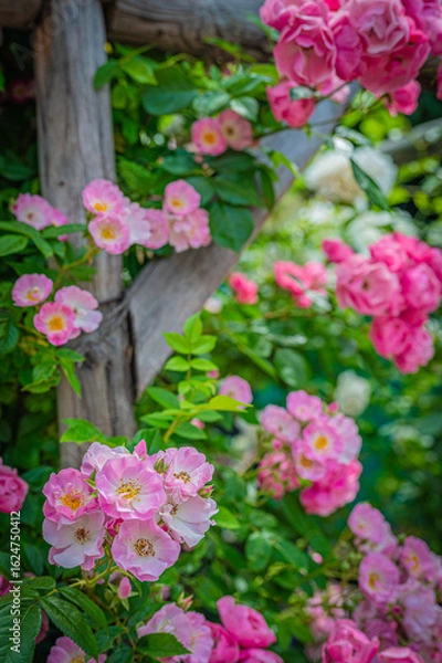 Fototapeta 北海道　札幌市　バラ園