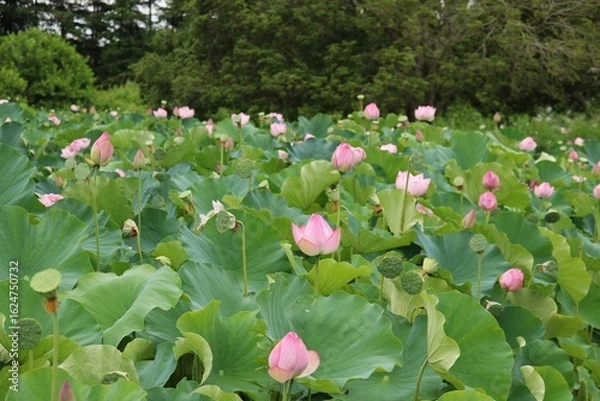 Fototapeta 蓮の花　夏の風景