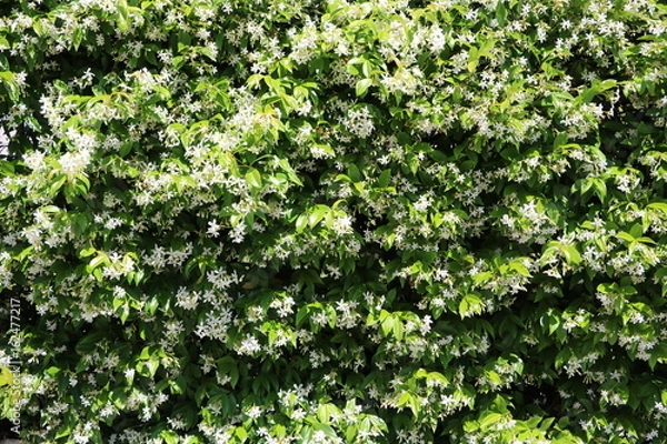 Fototapeta Many white scented jasmine blossoms in summer