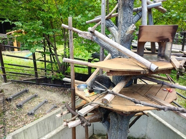 Fototapeta ビーバー