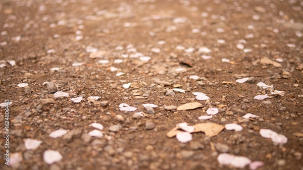 Fototapeta 散ってもなお桜