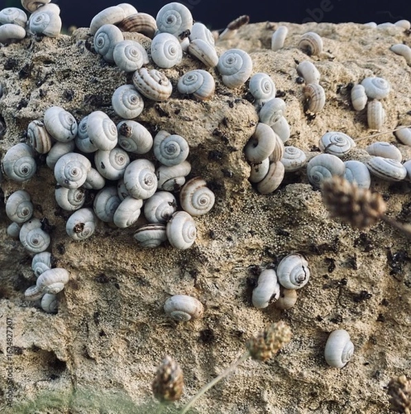 Obraz shells on the stone 