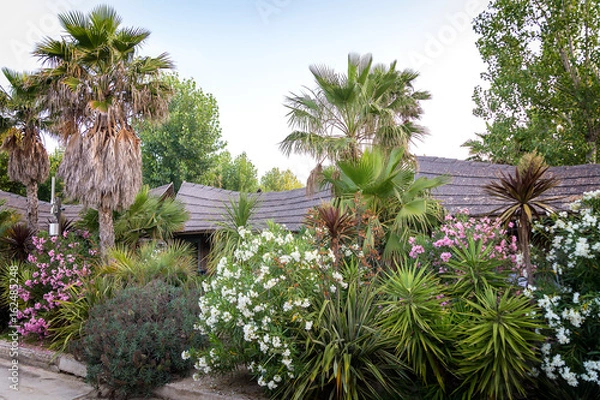 Fototapeta Cottages overgrown with palm trees on the coast of France