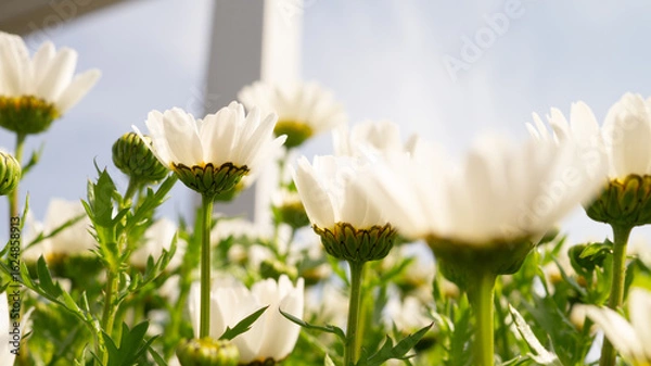 Obraz 白い花も美しい