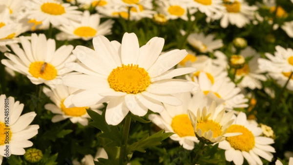 Fototapeta カモミール
