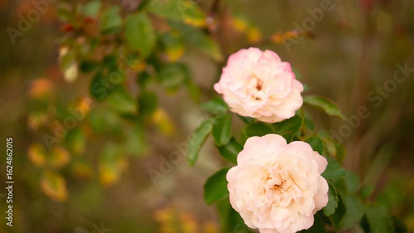 Fototapeta ピンクのバラ