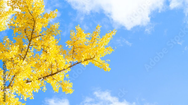 Fototapeta よく晴れた秋を感じる