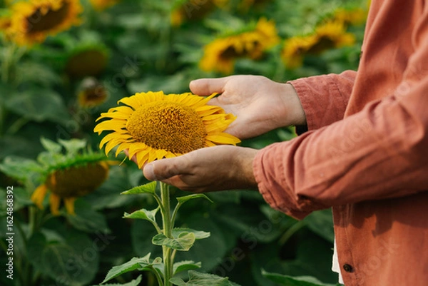 Fototapeta Close-up of agronomist's hands inspecting sunflower flower in full bloom on a field. Concept of plant health, crop quality, and sustainable agriculture.