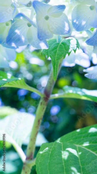 Obraz 木漏れ日のアジサイ