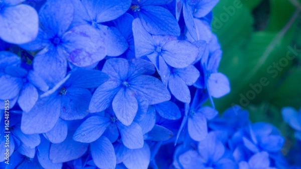 Fototapeta アジサイアジサイ