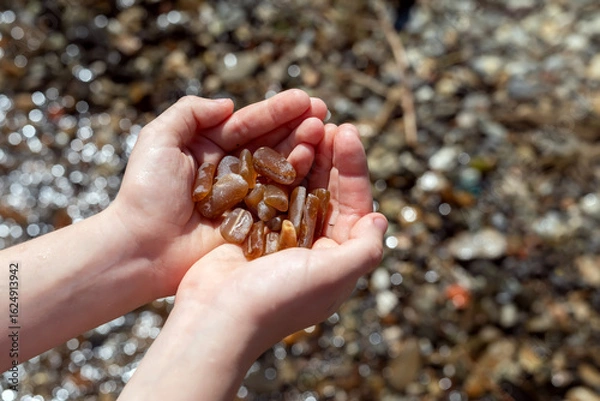 Fototapeta Fossilized remains of belemnites in the hands of a child