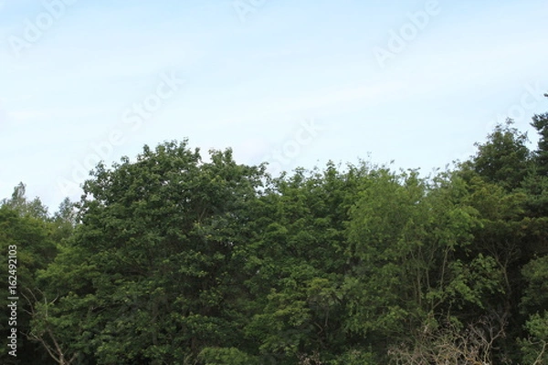 Fototapeta Baumkronen