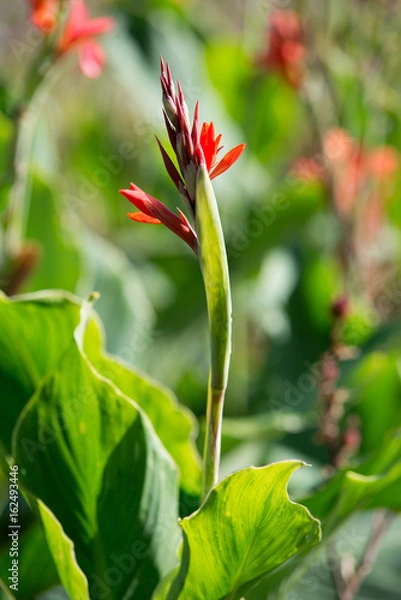 Obraz Flower red canna