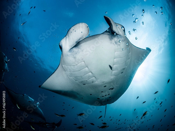 Obraz Riffmanta Malediven