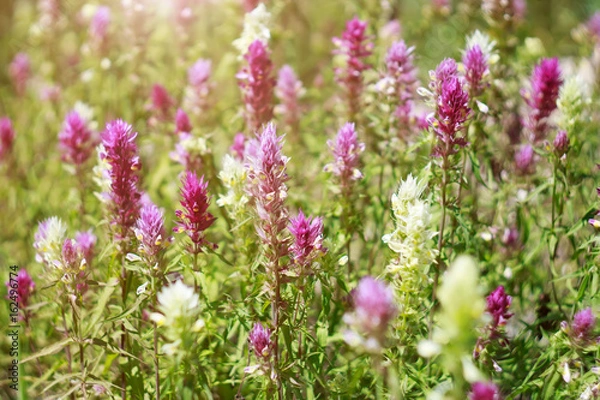 Fototapeta Полевые цветы на лугу