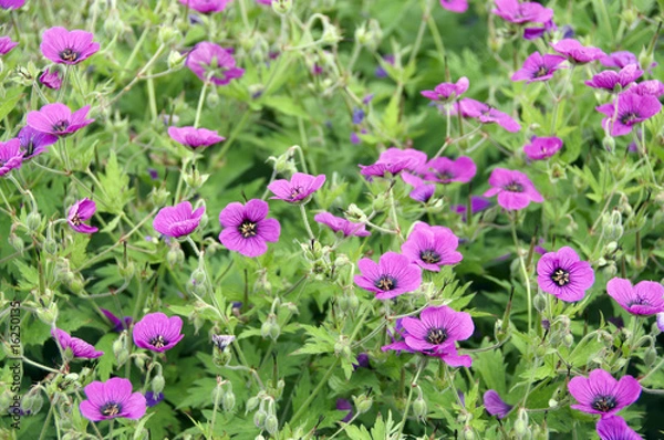 Fototapeta Cranesbill