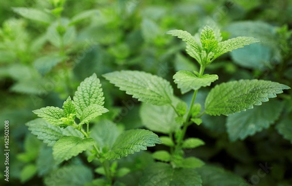 Obraz Balsam cytrynowy rośnie w ogrodzie.