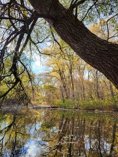 Obraz autumn trees reflected in water