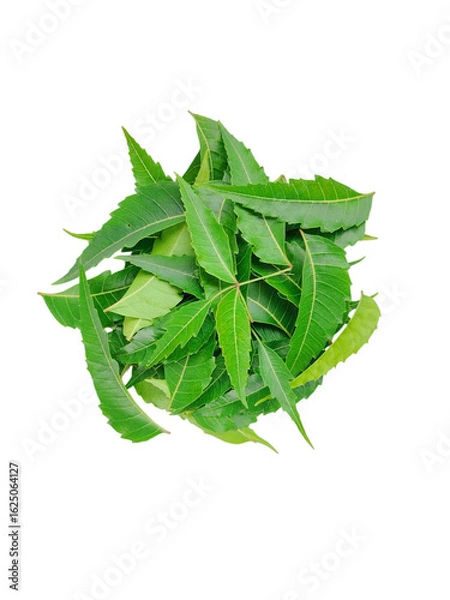 Fototapeta Top view of fresh neem leaves (Azadirachta indica) isolated on Transparent background, used in herbal medicine and natural skincare treatments