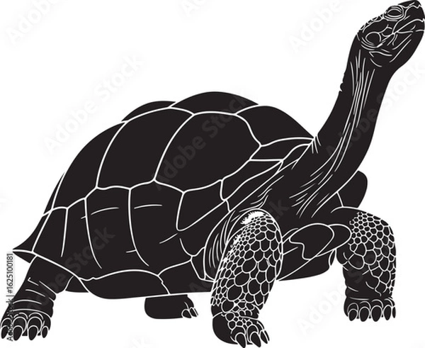 Obraz turtle vector illustration