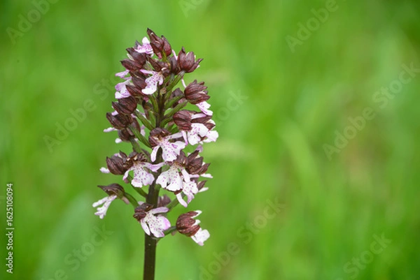 Obraz Blühende wilde Purpur Orchidee,