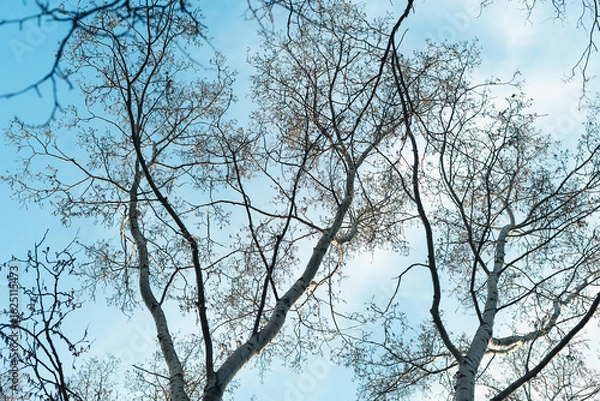 Fototapeta Tree branches and the sky