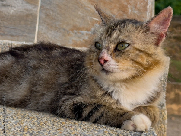 Fototapeta A brown and white tabby cat with green eyes rests serenely on a textured concrete surface, looking off to the right with a soft, natural background.