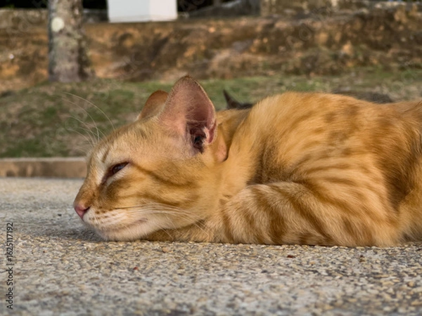 Obraz An orange tabby cat lies peacefully on a textured concrete surface, eyes closed, basking in soft sunlight with a blurred, rustic background.