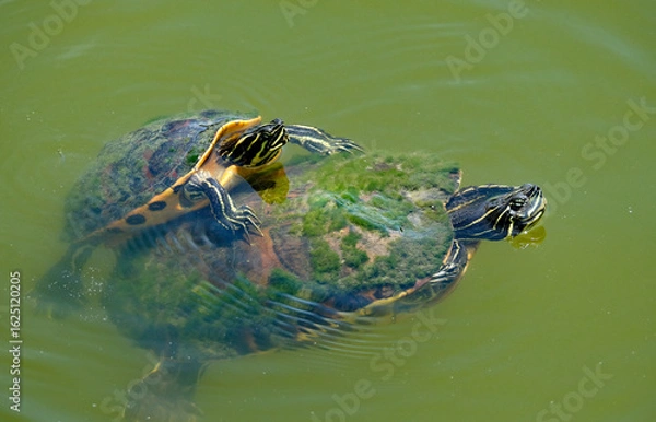 Obraz Baby turtle riding on mom's back