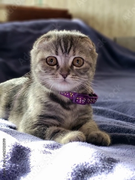 Obraz Scottish Fold Kitten on Blanket