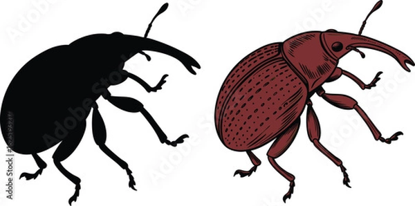 Fototapeta vector illustration of a cockroach