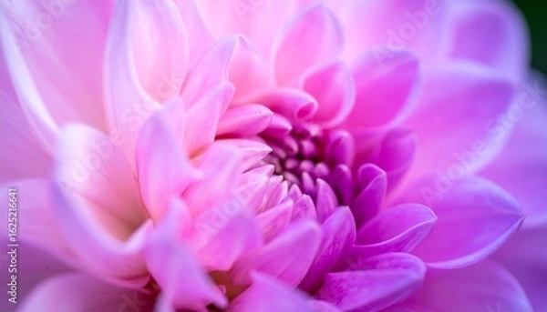 Obraz Vibrant Pink Dahlia Flower, Close-up Macro Petal Texture