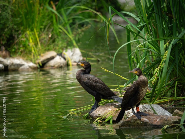 Fototapeta Black Cormorants waiting for fish
