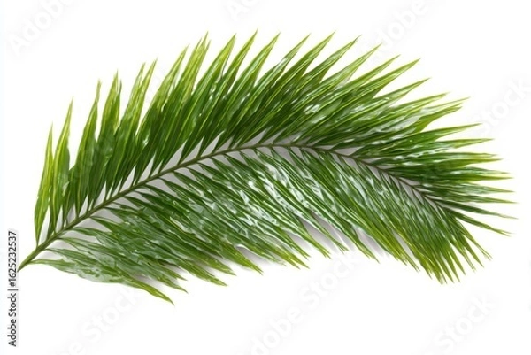 Obraz Palm Leaf Isolated on White