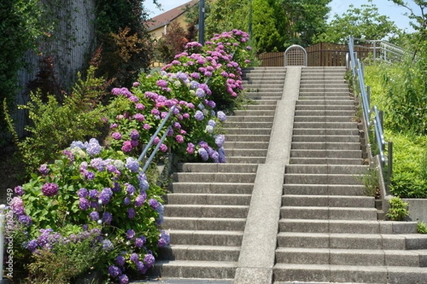 Fototapeta 紫陽花