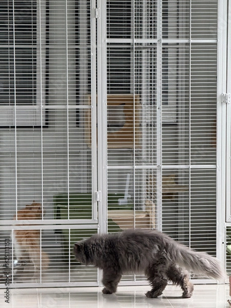 Obraz Fluffy cat walking outside white metal pet cage with another cat inside