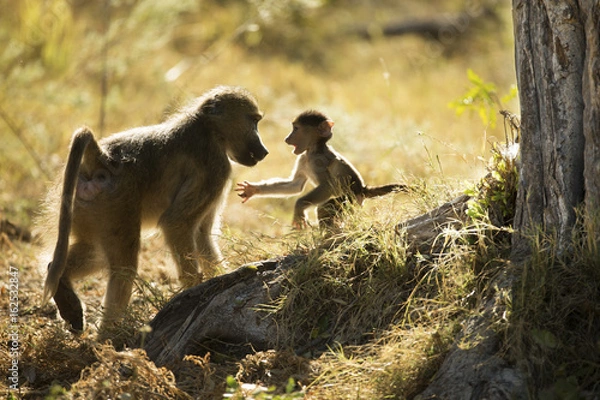 Obraz Mother's return