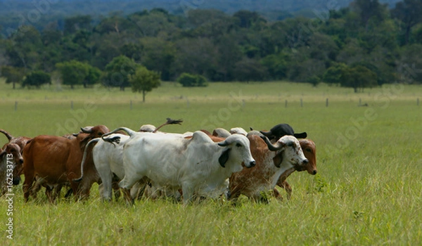 Fototapeta Pecuária de corte