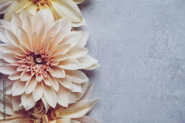 Fototapeta Beautiful fresh cream Cafe au Lait dahlia flowers in full bloom on gray background, top down view. Fall blossoms. Copy space for text.