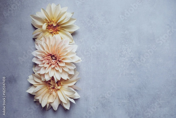 Fototapeta Beautiful fresh cream Cafe au Lait dahlia flowers in full bloom on gray background, top down view. Fall blossoms. Copy space for text.