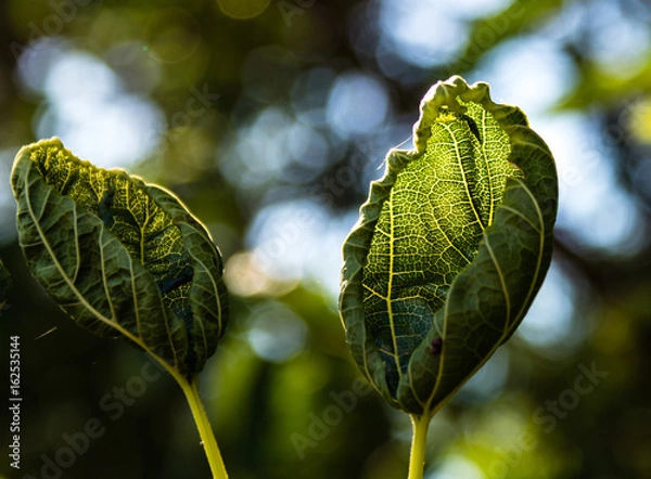 Obraz Green leaves welting in the summer