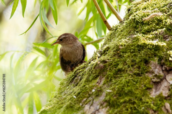 Obraz Eurasian Wren Bird on the tree