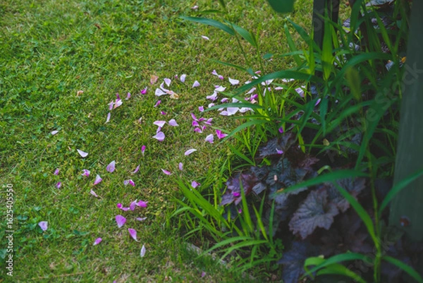 Fototapeta 浜寺公園 バラ庭園、地面に落ちた花びら、大阪、日本