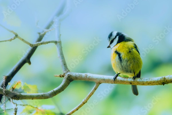Obraz Blue Tit on a Branch