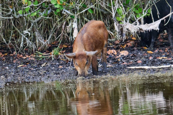 Obraz Wild boar foraging in a marsh 