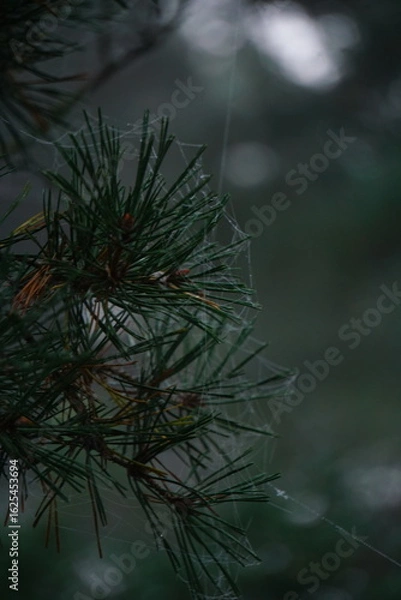 Obraz branches of a pine