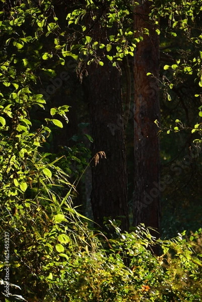 Obraz tree in the forest